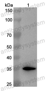 Валидация AntibodySystem PHB43801