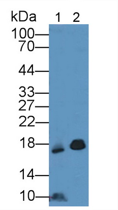 11992