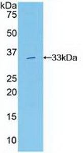 51444