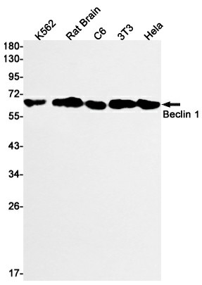 Валидация Elabscience E-AB-81447