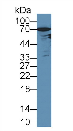 9219