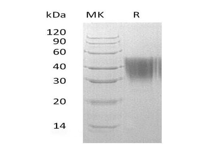 Валидация Elabscience PDMH100402(999)