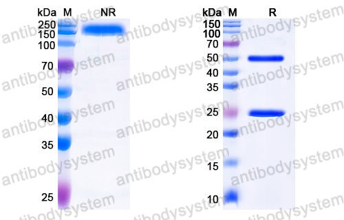 Валидация SDS-PAGE - AntibodySystem FRJ92860