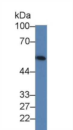 12682