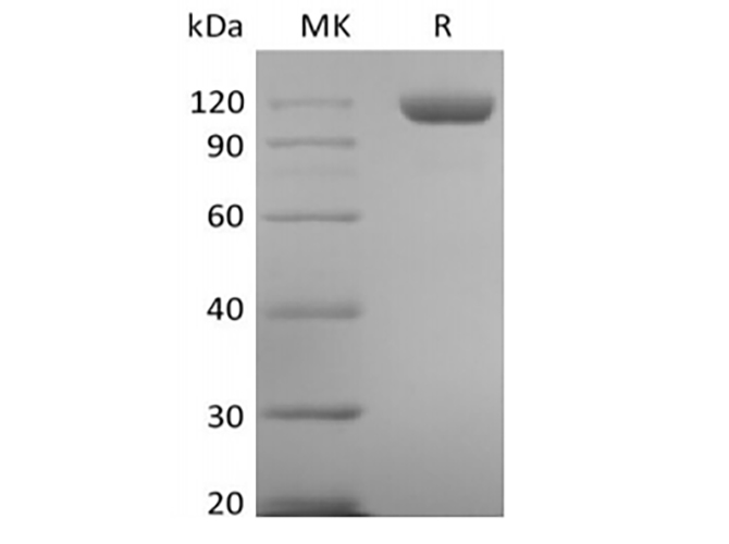 Валидация Elabscience PKSH033993(4223)