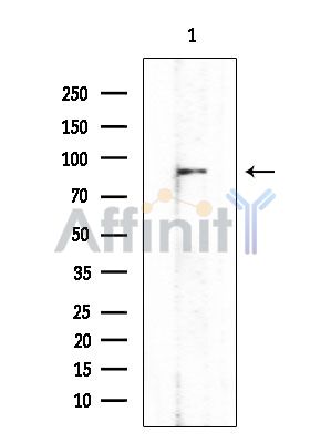 Валидация Affinity DF15426 - 11763