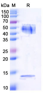 EHB87601, SDS-PAGE