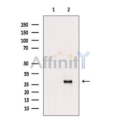 Валидация Affinity DF3947 - 15148