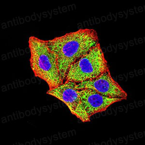 Валидация IF - AntibodySystem RHG36302