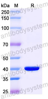 Валидация SDS-PAGE - AntibodySystem RGK61202