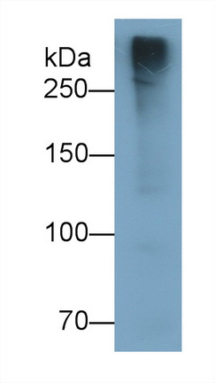 15637