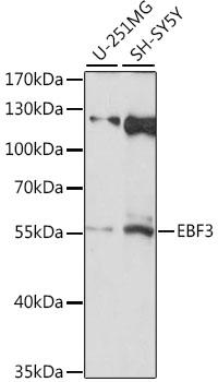 Валидация Elabscience E-AB-91382