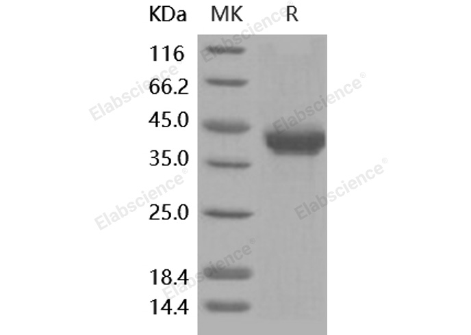 Валидация Elabscience PKSH031895(2512)