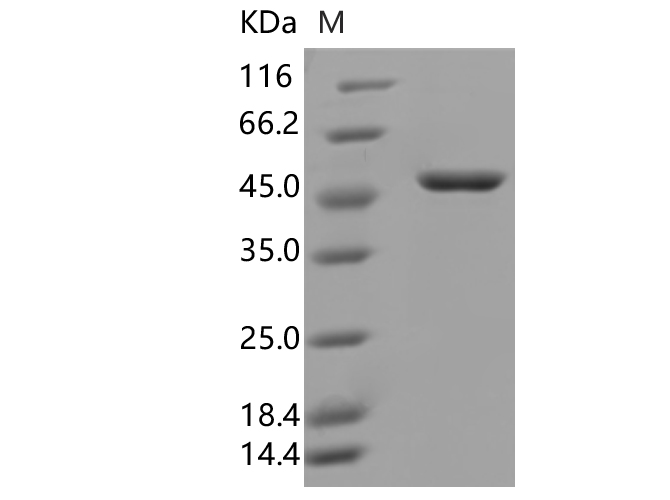 Валидация Elabscience PKSV030344(6076)