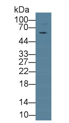 14135