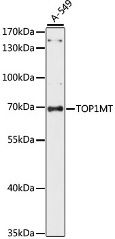 Валидация Elabscience E-AB-65363