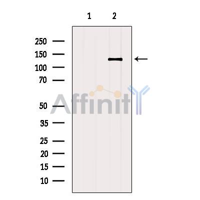 Валидация Affinity AF5155 - 2554