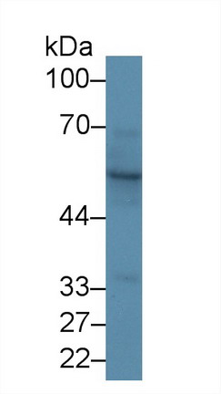 9720