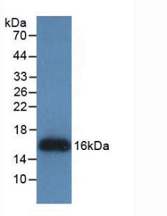 61264