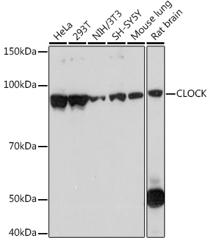 A7265, вестерн-блоттинг, различные лизаты (27293)