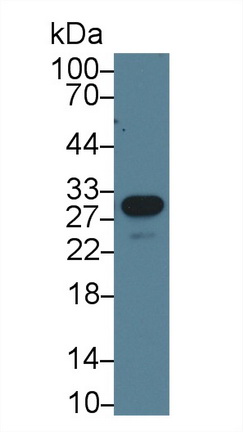 13602