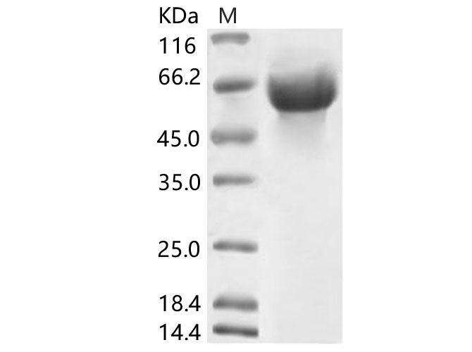 Валидация Elabscience PKSV030114(5891)