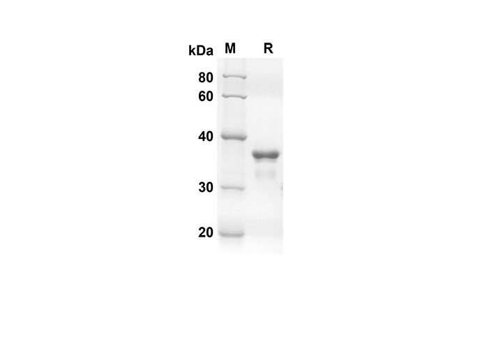 Валидация Elabscience PDMH100260(883)