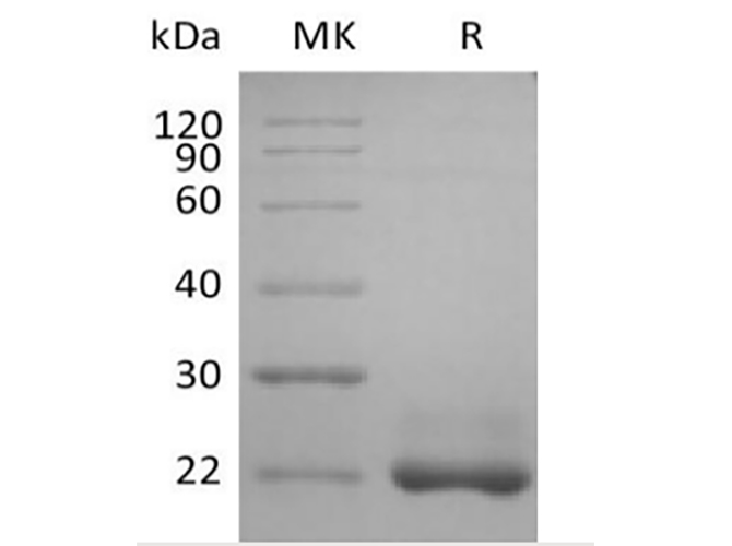 Валидация Elabscience PKSH033865(4099)