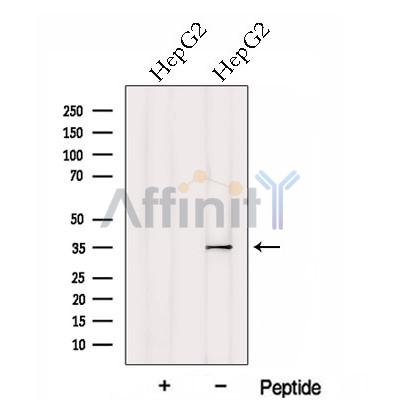 Валидация Affinity DF13079 - 7951