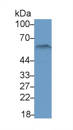 21796