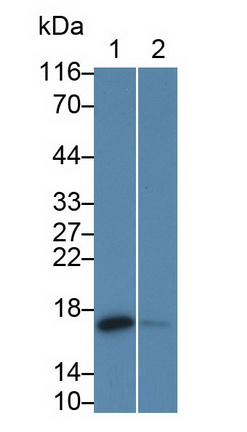 27586