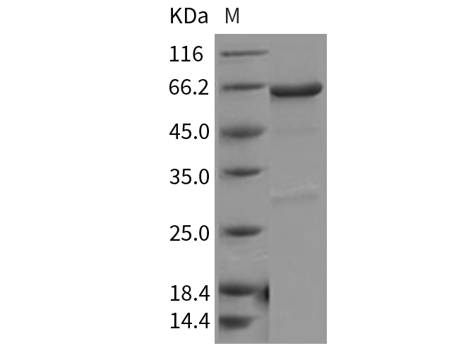 Валидация Elabscience PKSM040290(4302)