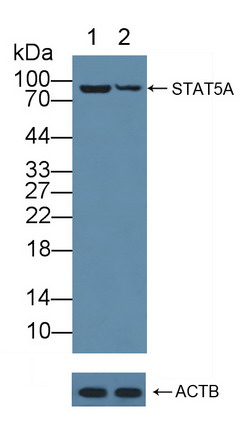 12146