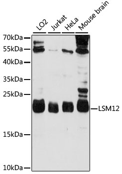 Валидация Elabscience E-AB-91365