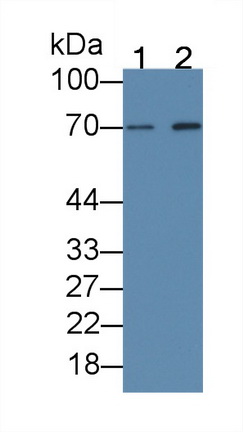 39710