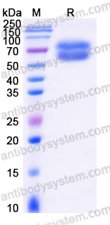 EHF22202, SDS-PAGE