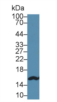 14629