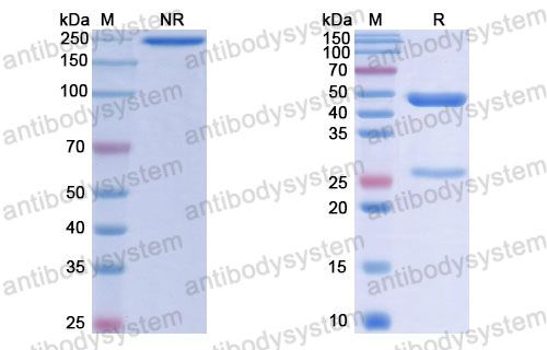 Валидация SDS-PAGE - AntibodySystem RHJ92816