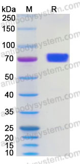 EHC07201, SDS-PAGE