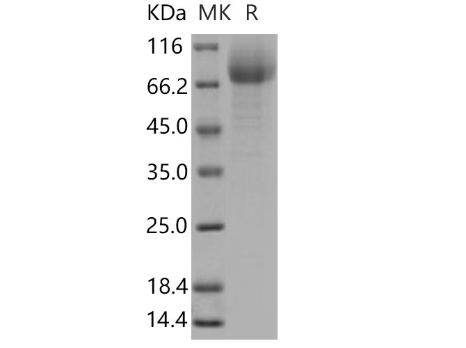 Валидация Elabscience PKSM040689(4669)