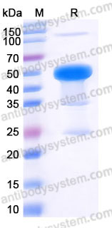 YHD35902, SDS-PAGE