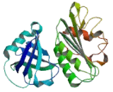 Nicotinamide Adenine Dinucleotide Phosphate Oxidase 4 (NOX4)