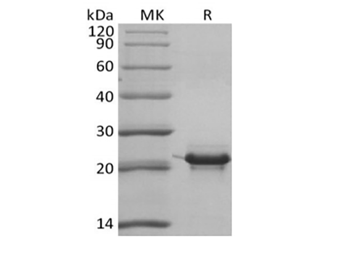 Валидация Elabscience PKSH033939(4168)