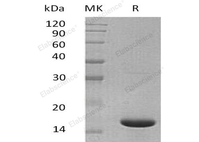 Валидация Elabscience PKSM041092(5011)