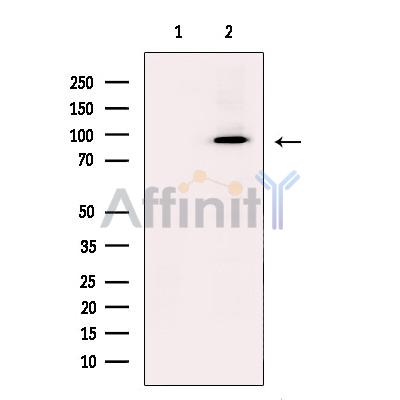 Валидация Affinity DF13294 - 8423