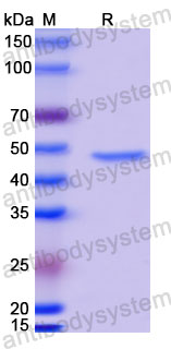 Валидация SDS-PAGE - AntibodySystem RVV13409