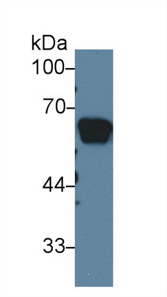 10022