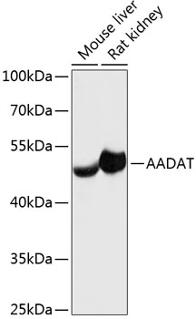 Валидация Elabscience E-AB-64448