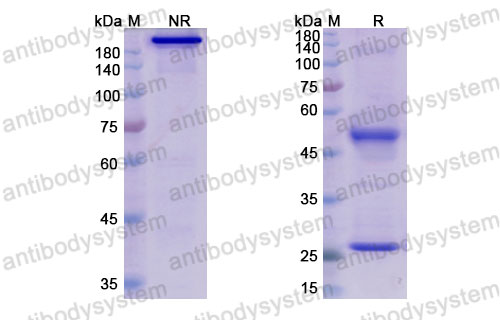 Валидация SDS-PAGE - AntibodySystem DHE57001