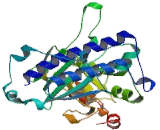3",5"-Bisphosphate Nucleotidase 1 (BPNT1)